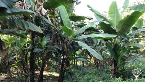 Farm Organically at the highlands & lowlands of Pare Mountains