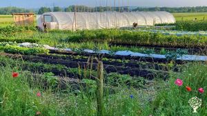 Communal Living Group at a lovely farm with a Market Garden,  a Vineyard, Sheeps and Friends