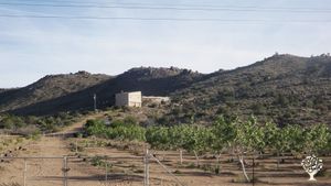 Pistachio farm near Kingman, AZ surround by beautiful scenery and accessible mountain hiking