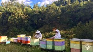 One of the beeyards in summer.
