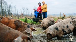Een kleinschalig familiebdrijf met weidevarkens en veldbloemen in de Vlaamse Ardennen