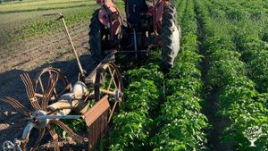 Small scale organic vegtable farm
