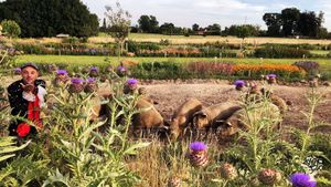 Een kleinschalig familiebdrijf met weidevarkens en veldbloemen in de Vlaamse Ardennen