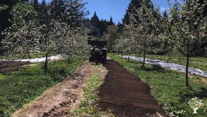 Tilling one of the gardens with the tractor in apple blossom season