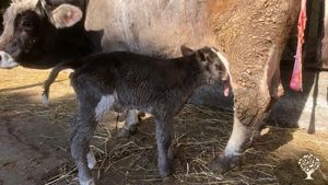 Fattoria Rigenerativa, allevamento al pascolo, ospitalità rurale
