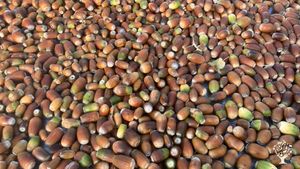 Juicy giant acorns!