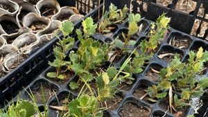 Regenerative grazing farm in Alentejo