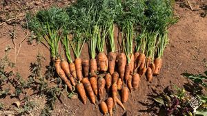 A farm that works with nature and not against it, using holistic practices to nurture nature