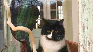 Virgule, un peu sauvageonne, on peut ne pas trop la voir dans la maison...