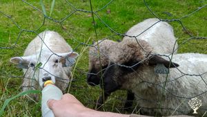 Sheep,fruit, vegetables and christmastrees on island