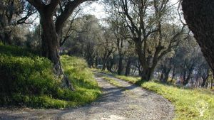 L'oliveraie des paradisiaques