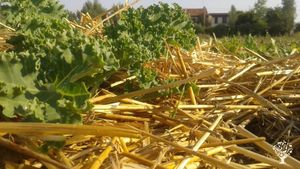 Piccolo agricampeggio biologico familiare con piante e animali