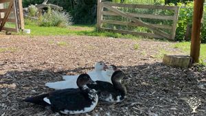 We have free roaming Muscovy Ducks that benefit our gardens and provide eggs.