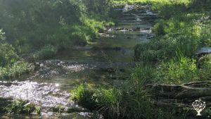 Sweet Creek runs through the lowest part of our 40 acre farm, and is accompanied by a fresh spring