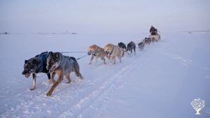 We raise and train sled dogs