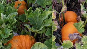Agritourism, Homestead, Vineyard, Aquaponics / bioponics farm, Nursery, Orchard