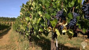 Az. Biologica in Toscana, zona chianti