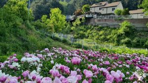 <GG101>쉼과 기쁨 평화 유기농 농장 / Rest, Joy, and Peace Organic Farm