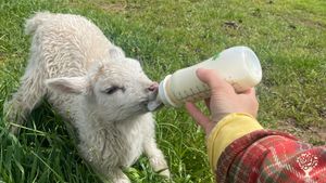 Organic farm with cows, sheep and pigs and a market garden. Farm shop, charcuterie and restaurant.