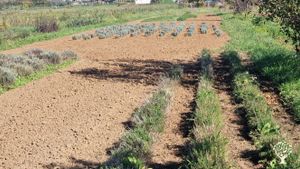 Azienda agricola biologica con certificazione che si occupa di coltivazione raccolta spontanea