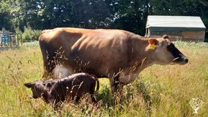 Small Agroecological Farm - Scythes, Micro Dairy, Pigs and Vegetable Growing