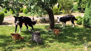 Green oasis with different animals in the beautiful north of Portugal 🇵🇹😊