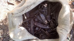 Sweet Family farm close to Olhão