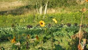 Traditional small scale self-sufficient farm with vegetable and animals