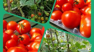 Social Care Farm with a community