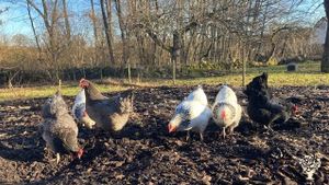 Heritage orchard and small farm