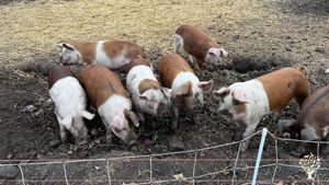 Family farm that is a small operation that is growing and direct markets to consumers.