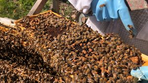 Family farm in the Åland Archipelago with bees, hens and vegetables.