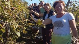 Grape picking! Haveing fun :)