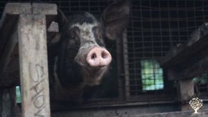 3-acre start-up aquaculture/Aquaponics operation set where the mountains meet the ocean