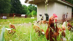 Regenerative market garden & flower farm with vegetables, sheep, hens and seasonal farm life