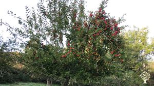 just harvested our cider apples. Desert apples for juicing, eating and apple molasses still to go