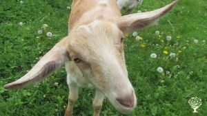 Family home and garden - rural