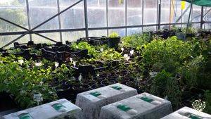 Organic herb farm, farmshop/Markets  producing and selling local products and crops