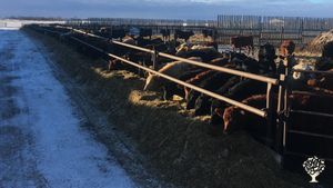Cattle Ranch