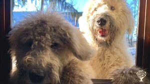 Help with farm life and give a hand in a magical garden