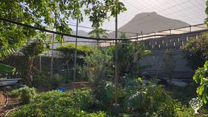 Ferme écologiques d'arbres fruitiers et légumes