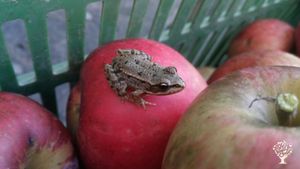 Ferme fruitière bio en agroécologie