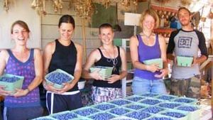 Picking berries!  Garlic hanging to dry.  We sell from farm within hours of picking.