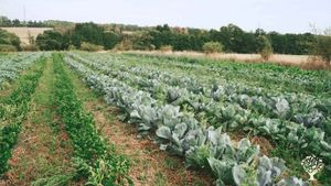 Petite ferme familiale de maraîchage, fruits, et plantes aromatique bio en traction animal.