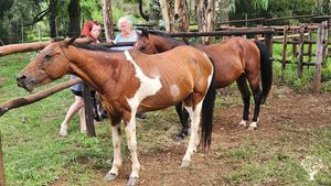 Cedar Falls is a small farm; Centre of Living and Learning located in rural Mpumalanga province SA