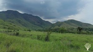 Organic rice and vegetables production