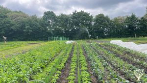 Join us this summer in our newly established market garden and farm collective