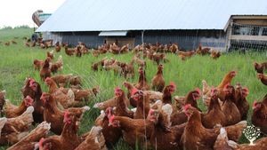 Great Plains Prairie Cattle Farm + hens + pigs *  taking Woofers April-November *