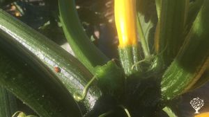 Exploitation Légumière familiale à proximité de Saint Malo