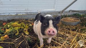 Organic mixed farm on a tiny danish island. Join us in working on Bjørnø.